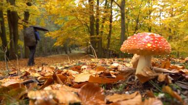 Návrat do jesenného lesa Malých Karpát