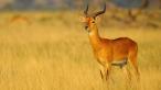 Symbol Ugandy - antilopa červenohnedá
