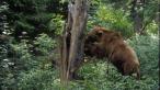 Medvede na Slovensku
