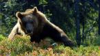 Medved hnedy na Slovensku