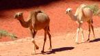Wadi Rum mláďa ťavy na prechádzke