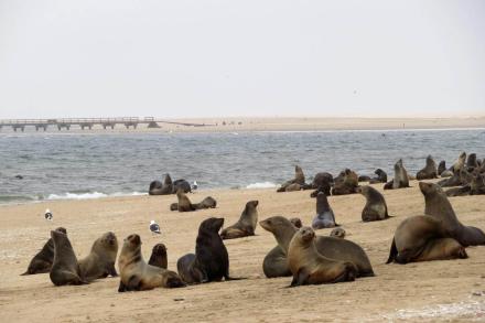 najväčšia kolónia uškatcov na svete Swakopmund