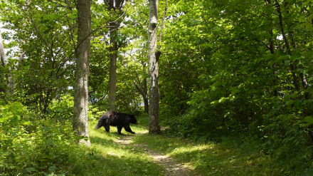 Apalačský trail